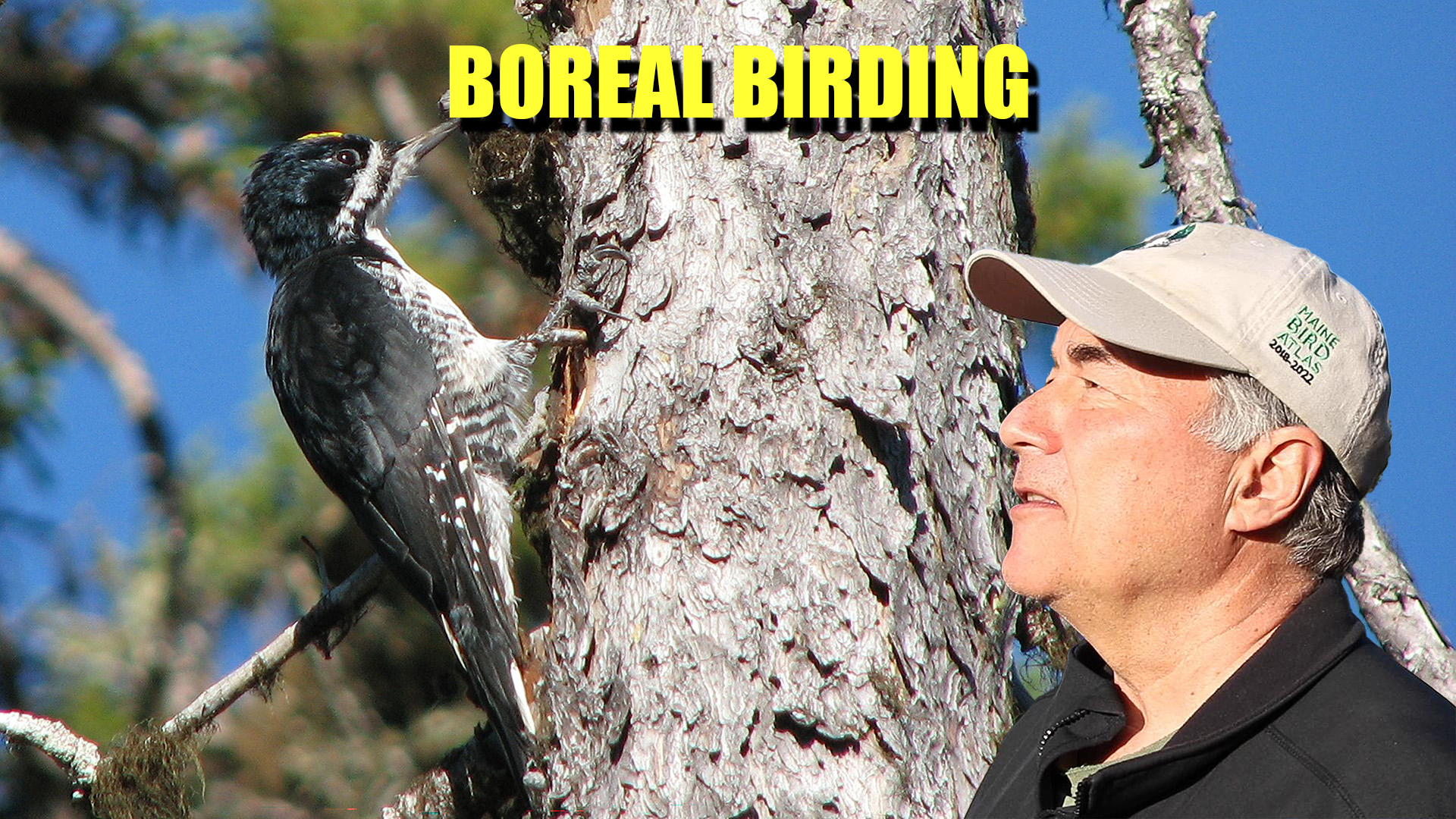 Boreal Birding